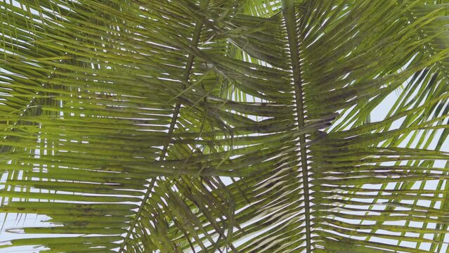 Infected deseased palm / coconut tree leaves