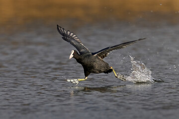 Eurasian coot (Fulica atra)