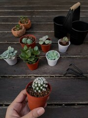 Succulent Cactus Preparing : Cactus transplantation in a new pot with soil, drainage, shovel rake, pot on wooden floor. Copy space.