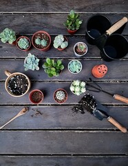 Succulent Cactus Preparing : Cactus transplantation in a new pot with soil, drainage, shovel rake, pot on wooden floor. Copy space.