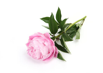 pink peony on a white background