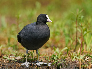 Eurasian coot (Fulica atra)