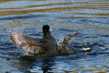 Eurasian coot (Fulica atra)