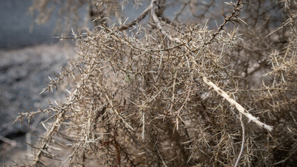 Close Up of Dead Gorse an Invasive Weed in New Zealand, Selective Focus with Copy Space