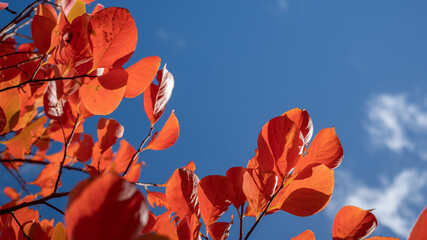 Orange Persimmon Tree Leaves on Autumn Day Against Blue Sky