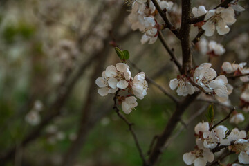 tree blossom
