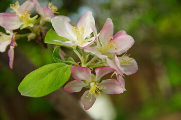 Obraz na płótnie Canvas Apple blossoms with white flowers.