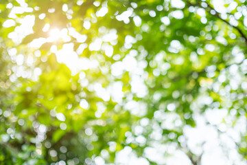 Abstract green bokeh of trees, blurred nature background