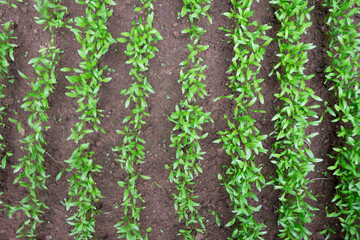 Row plantation of green leafy coriander plants or seedlings in brown color soil.
