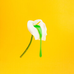 Blooming white Calla with a green slimy goo dripping out of it on a yellow background. Creative art.