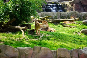 Gardinen Antwerp zoo Antwerpen park © Ronny