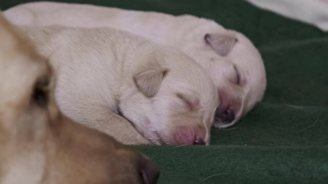 Newborn yellow labrador puppies dog sleeping near mother, 4k