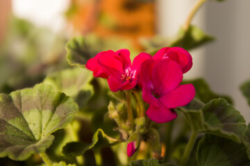 pelargonium flower in the morning sun