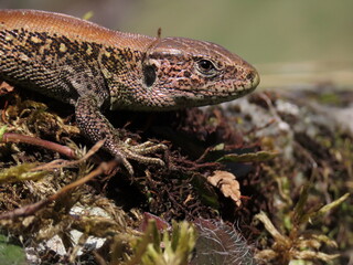 Vivipous lizard (Zootoca vivipara) standing on a beautiful rock making eye contact with the camera, beautiful close-up macro headshot.