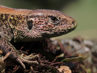 Vivipous lizard (Zootoca vivipara) standing on a beautiful rock making eye contact with the camera, beautiful close-up macro headshot.