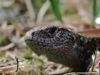 Vivipous lizard (Zootoca vivipara) standing on a beautiful rock making eye contact with the camera, beautiful close-up macro headshot.