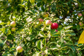 apples on a tree