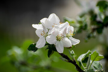 Flowering trees. Flowers and bees. Spring
