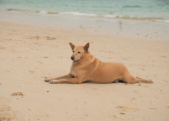 brown dog on the sand beach.