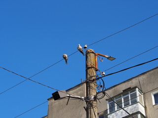 electric pole with wires