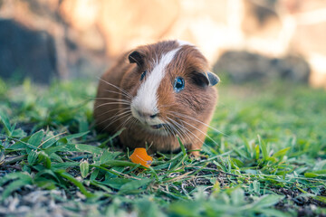 Guinea pig eating a piece of pepper on the grass.