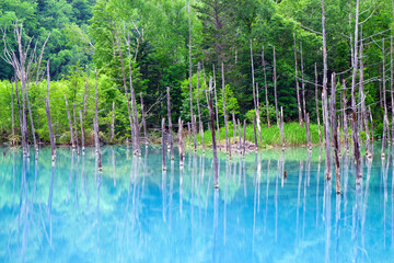 北海道美瑛町の青い池