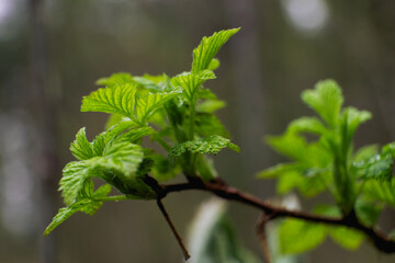 a green raspberry branch in the forest. macro photo with shrub leaves, close-up, pronounced bokeh