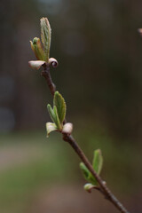 macro photo, close-up of budding buds on a branch with young small leaves in the spring in the forest or park. environmental protection, ecology