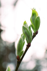 macro photo, close-up of budding buds on a branch with young small leaves in the spring in the forest or park. environmental protection, ecology