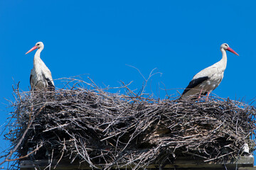 Two white storks. Ciconia. stork. wild bird. stork nest. a pair of birds in the nest. two storks....
