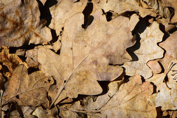 dry leaves. Dry fallen brown oak leaves in autumn Park. autumn background with dry oak leaves, top view, close-up. autumn season, bright leaves, nature in the forest. natural background