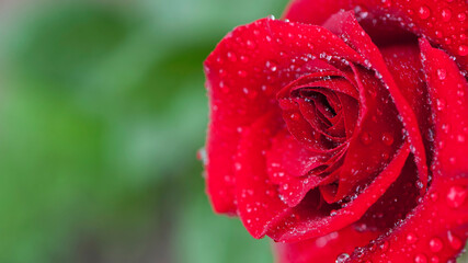 background with large red rose petals in drops of morning dew. large beautiful red rose with water drops, on a green background, close-up. delicate rose flower, natural background, space for text