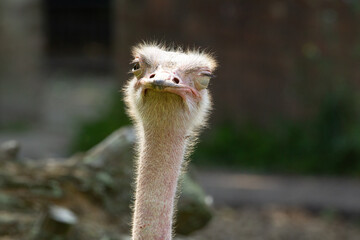 Red-necked Ostrich (Struthio camelus camelus) profile shot of an adult red necked Ostrich with a natural background