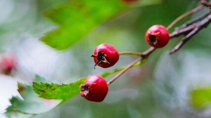 Crataegus. autumn forest red berries of wild rose on a branch. Close up of ripe winter fruits of red hawthorn with natural green background. bokeh, close-up, place for text
