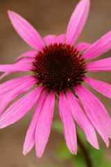 Close-up on flower in garden - Echinacea purpurea