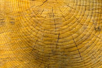 Fototapeta premium A cut of an old sawn pine with circles and cracks texture or background