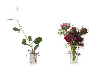 Plants in two small vases