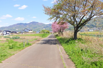 つくばりんりんロード