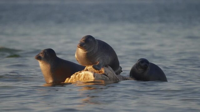 Seal nerpa bask on stone at sunny day on Baikal lake. Three pusa sibirica animals sunbathe rest