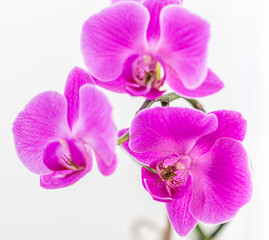 Fototapeta na wymiar Purple orchid phalaenopsis flower on a white background