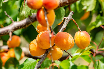 apricots on a branch