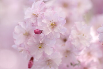 しだれ桜