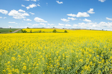 Obraz premium fields of canola
