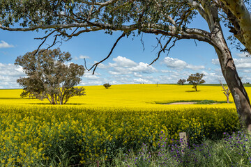 canola fields