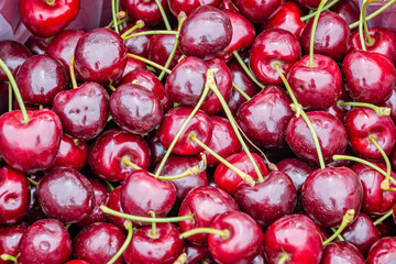 freshly picked cherries