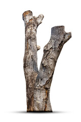 Naklejka premium Dead tree , stump tree ,old timber , Piece of Dry tree branch isolated on white background.