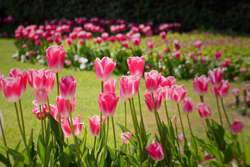 Pink tulips garden close-up in the bright rays of the sun. Delicate spring flowers bloomed in the garden. Natural colorful background of the park. A postcard of delicate flowers. Mother's Day Concept