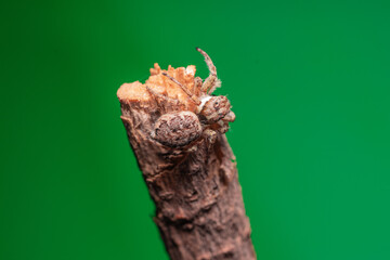 Araña saltarina caza moscas