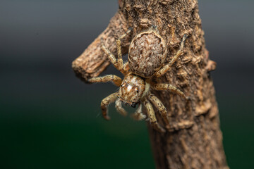 Araña saltarina caza moscas