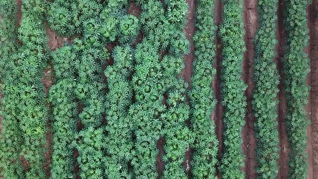 Aerial view of Cassava field in agriculture farmland of Thailand. Cassava is a major staple food in the developing world.
